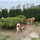 KNOLLO(놀로) | 놀로_행동상담_채민경 수의사 선생님 후기