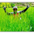 보리밭사이길로 이미지