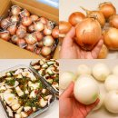 아싸마트 | 햇양파 양파장아찌만들기 아싸야로양파 10kg 싱싱해요