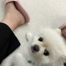 프롬지이