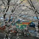 화개장터 벚꽃 축제(섬진강 벚꽃 축제) 이미지