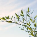 심부름행정사 이미지