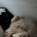 늦잠