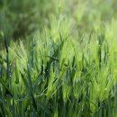 청산별곡 이미지