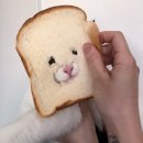 😾: 🍞치아라 이미지