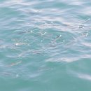 영심이찐빵 이미지