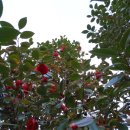 연지공원1 이미지