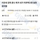 이모네 강아지 이미지