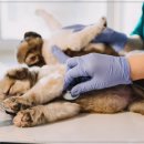 라파엘동물병원 이미지