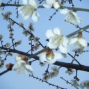 매실농원민박 이미지