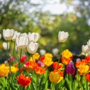 2025 섬 튤립축제 이미지