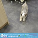 수지동물의료원 이미지