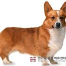 한가람동물의료센터 네이버블로그