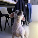 뽀도DOG 이미지