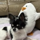 피개행개 이미지