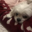 개귀여워 이미지