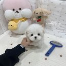 미니미니서현 이미지