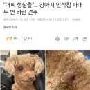 “어찌 생살을”… 강아지 인식칩 파내 두 번 버린 견주 이미지