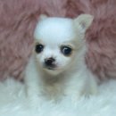 양지켄넬 이미지