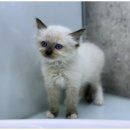 도그노크 이미지