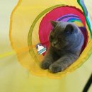 그랜비캐터리 이미지