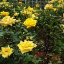 즐거운 우쿨렐레 이미지