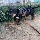 VIP동물한방재활의학센터by.Dr.신사경 이미지