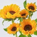 하늘바라기 개화시기 해바라기와 다른 점 이미지