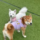 콩콩 강아지 유치원 호텔 놀이방 이미지