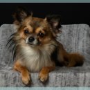 시온동물병원 이미지