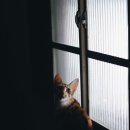 귀덕귀덕 이미지