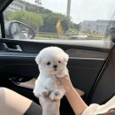 츄스타일