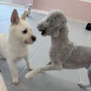 초코퍼피 애견미용실 | 강서 애견미용실, 애견유치원 &#39;퍼피파파&#39; 후기!-!