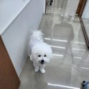 안녕, 그루밍 | 상인애견미용실 그루밍쇼타임에 다녀온 후기예요