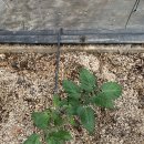 동규농장 이미지