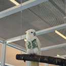 혜음로 | 앵무새 카페 버드앓이 후기!🦜