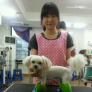 중앙애견 이미지