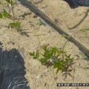 청산농장 이미지