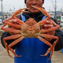영덕대게 이미지