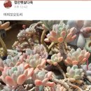 정안햇살다육