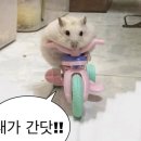 102 나라 팀벤또스(커:센스) 이미지