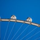 하이롤러 이미지