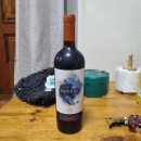 🍷 칠레 산 페드로 시데랄 2020 San Pedro Sideral 와인 후기