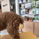 배선생펫스토리동물병원 이미지