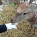 대관령 아기동물농장 이미지