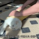 고양이김밥 이미지