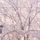 나만;봄