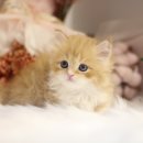 수원고양이분양 나비캣 이미지