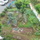 제주통큰장어 이미지