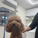 The 사랑할 개 이미지